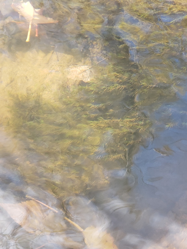 Fissidens fontanus